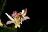 Tricyrtis 'Tojen' RCP8-10 047 with hoverfly.jpg